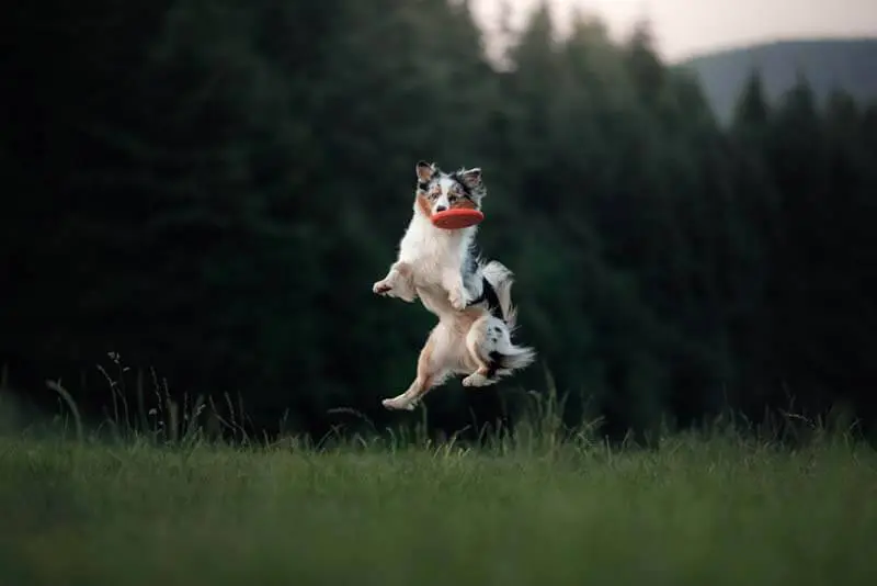 healthy australian shepherd