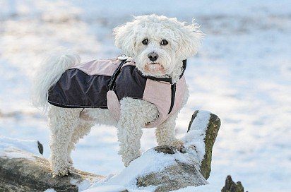 Maltese dog on the snow