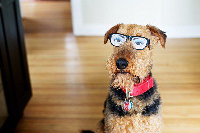 Airedale Terrier is a very erudite dog