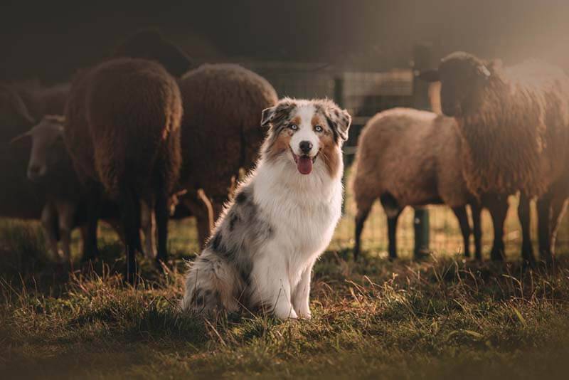 picture of an aussie near a flock of sheep