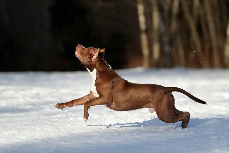 body view of an american pit bull