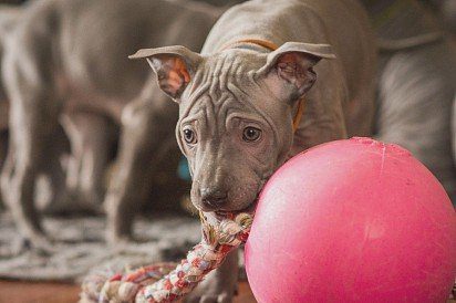 Thai Ridgeback puppy playing with a rope