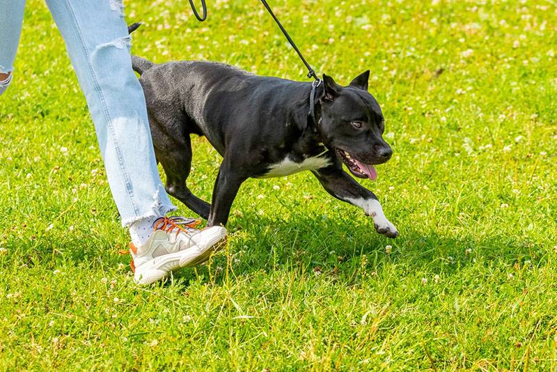 black american pit bull terrier walking on a leash in the park