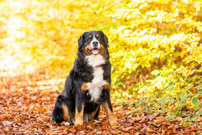 The Bernese Mountain Dog has a good-natured character