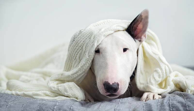 bull terrier lies under the blanket