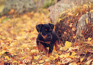 Autumn German Jagd Terrier puppy