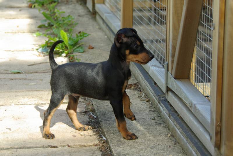 English Toy Terrier puppy