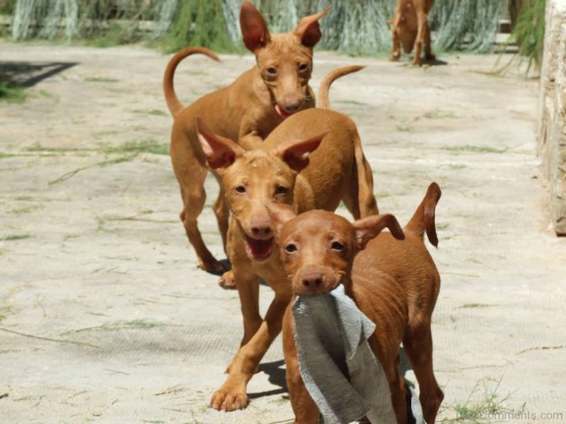 Andalusian Podenco Puppies