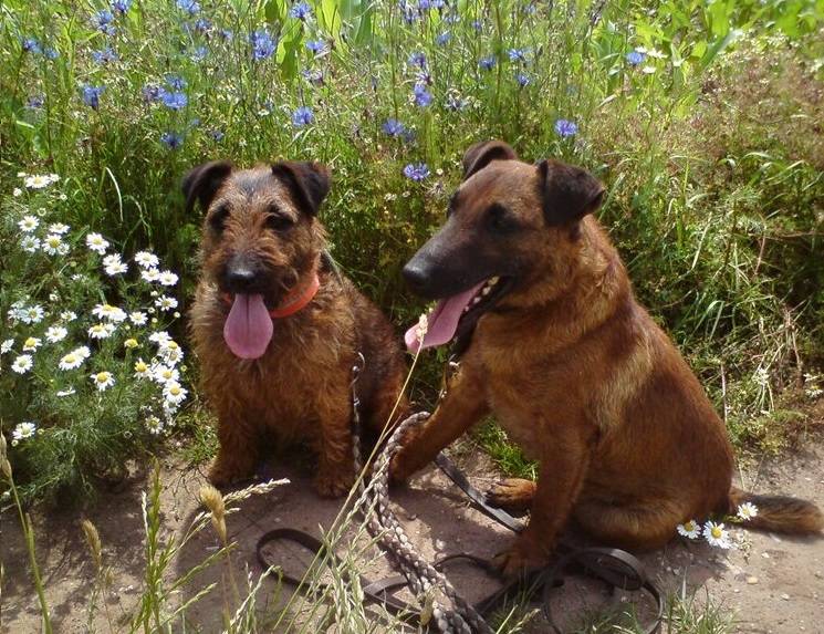 Westphalian Terriers