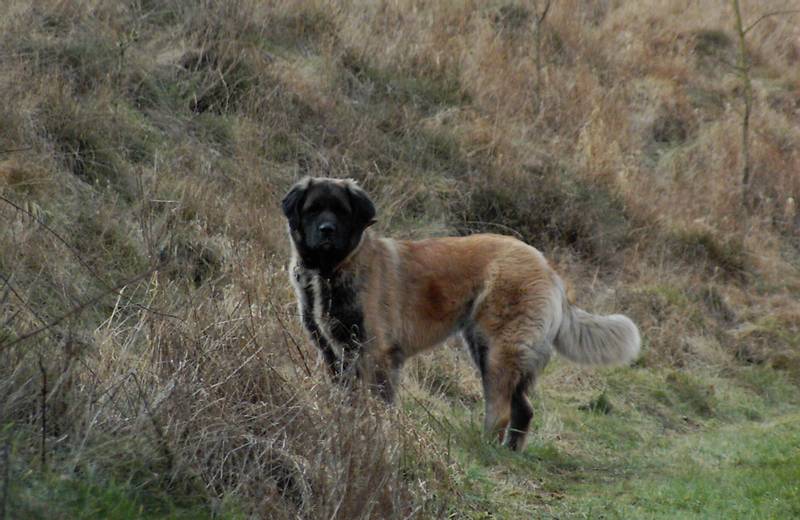 Leonberger in the field
