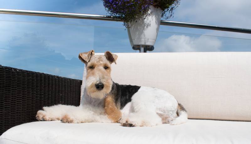 Wirehaired Fox Terrier