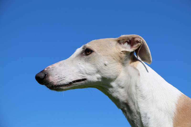 white Spanish Greyhound