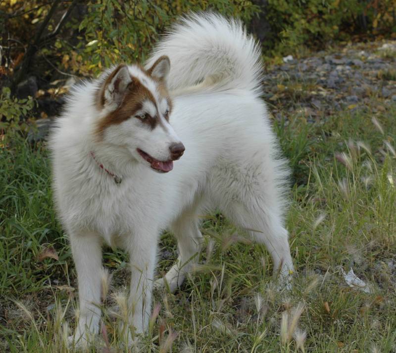 White Canadian Eskimo Dog