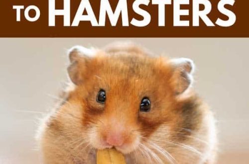 30 banned foods for hamsters