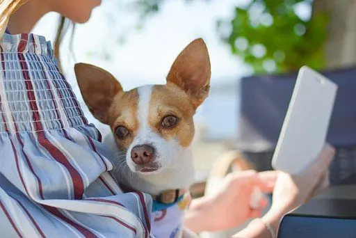 Chihuahua (razza canina)