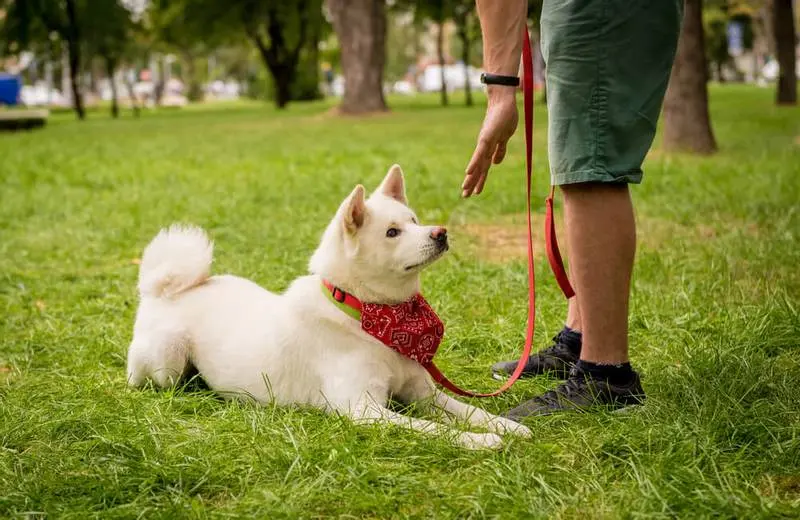 akita inu training