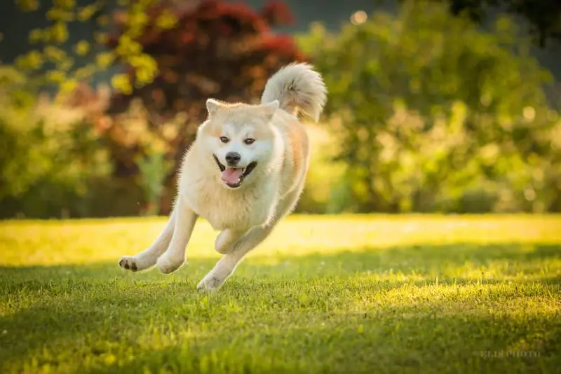 Akita on the run