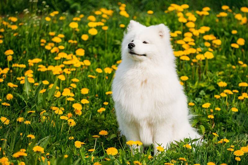 Samoyed Dog in the flowers
