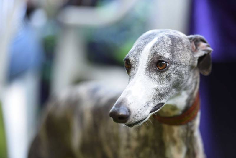 Grey Banjar Greyhound