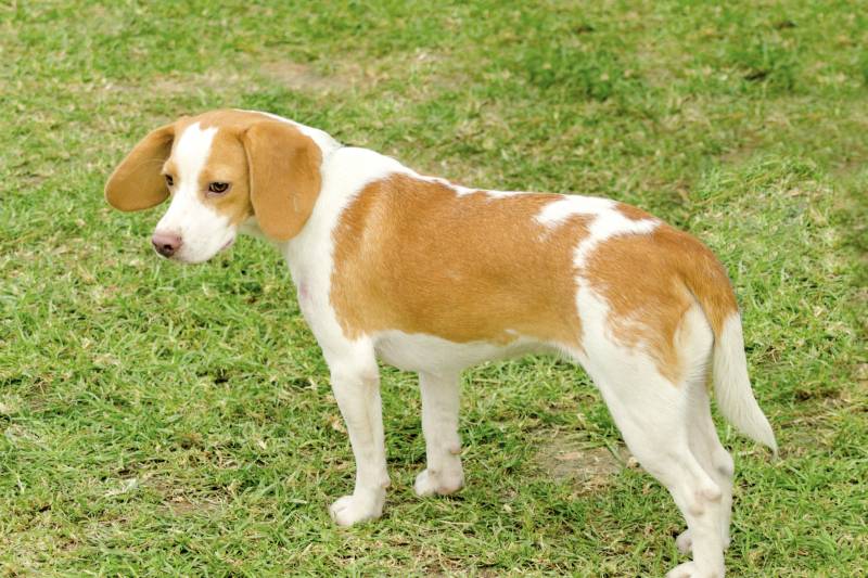 Sad Istrian short-haired hound