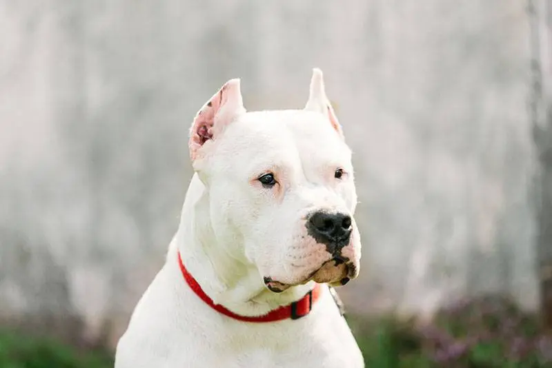 dogo argentino muzzle view