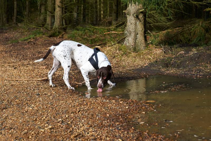 Old Danish Pointer in the forest