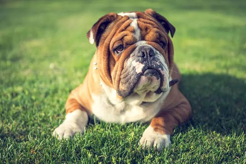 English Bulldog