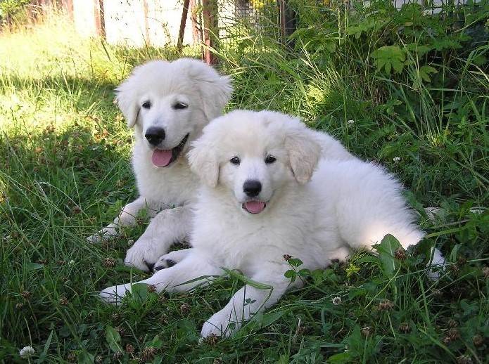 White Czech Mountain Dogs
