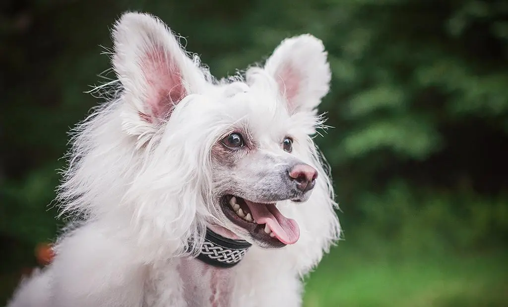 Chinese Crested Dog