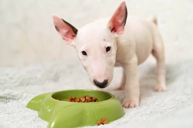 bull terrier puppy eating food