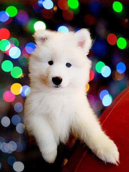 Samoyed puppy