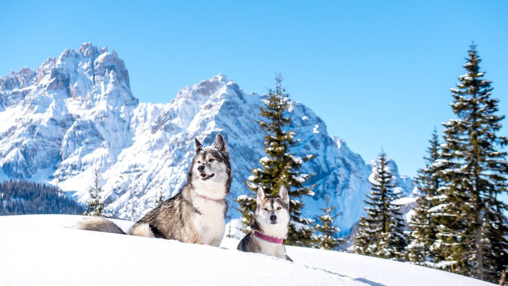 Siberian Husky winter mountains