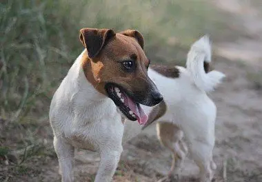 Fox Terrier