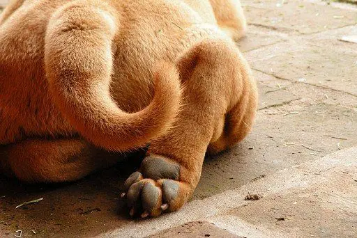 Shar Pei