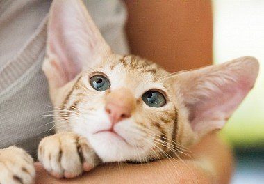 Siamese Kitten