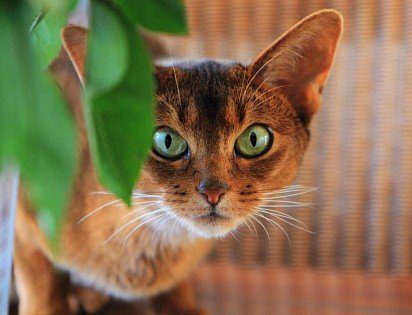Abyssinian cat face
