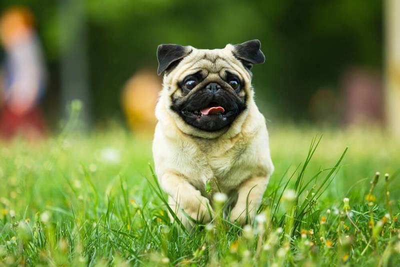 Pug in the grass