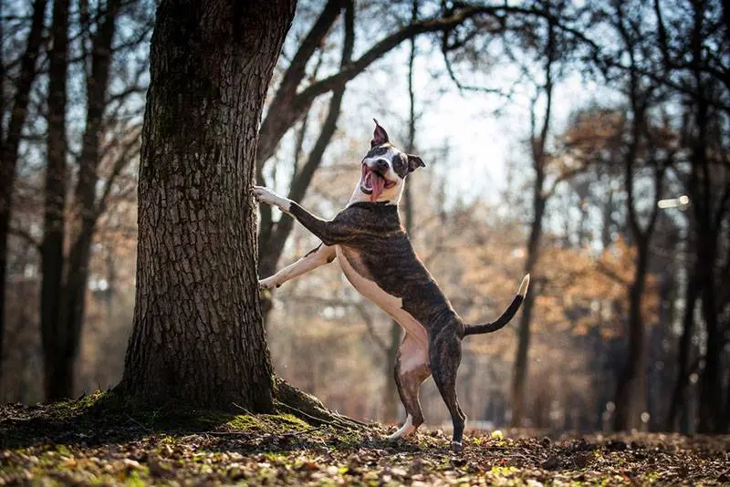 american pit bull near a tree