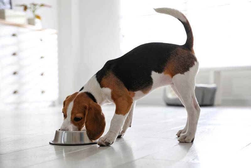 beagle eats from a bowl