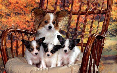 Papillon mom with puppies