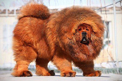 Don't forget to groom your Tibetan Mastiff!