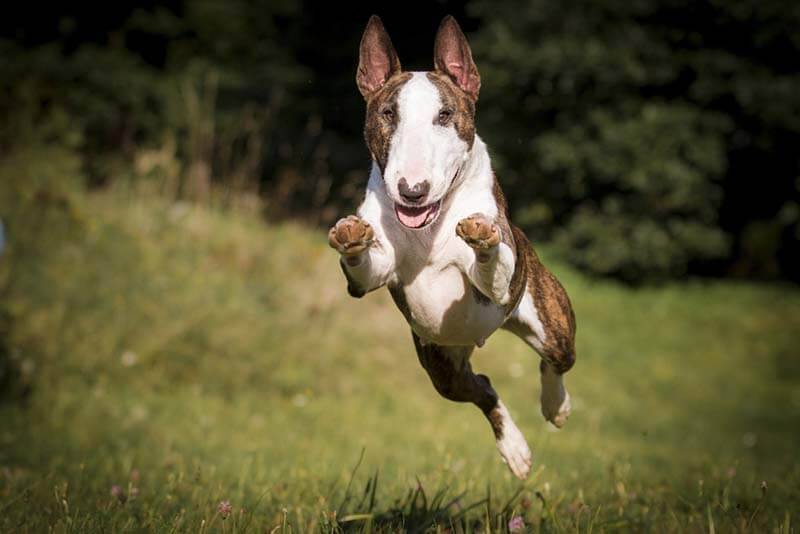 The Bull Terrier is an energetic and hardy dog ​​breed.