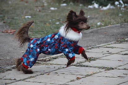 Китайская хохлатая собака в одежде