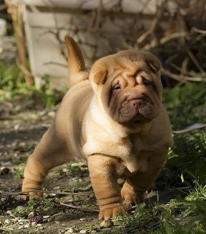 Shar pei puppy