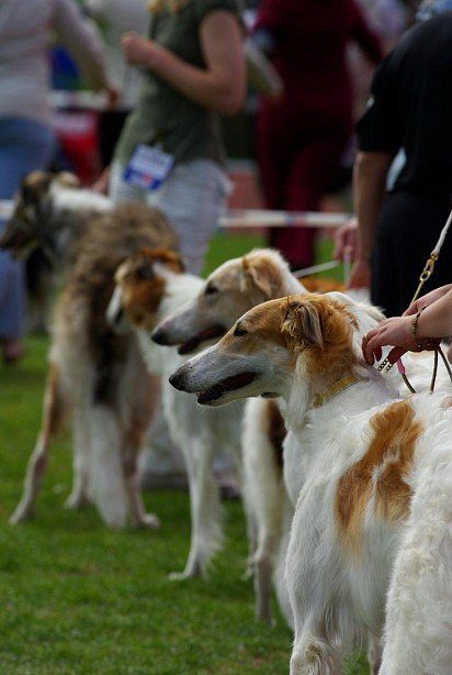 Russian greyhounds at the exhibition