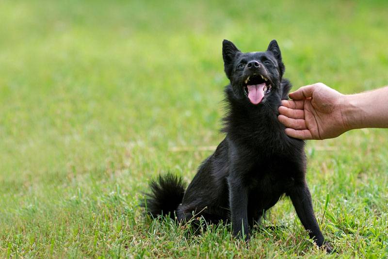 Schipperke owners say they are very playful