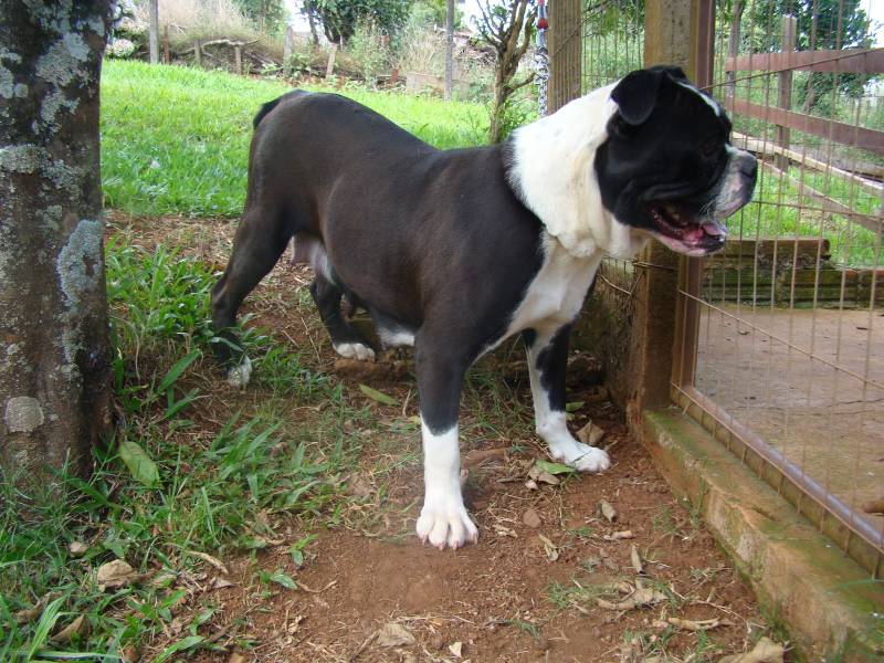 Black and white Bulldog Campeiro
