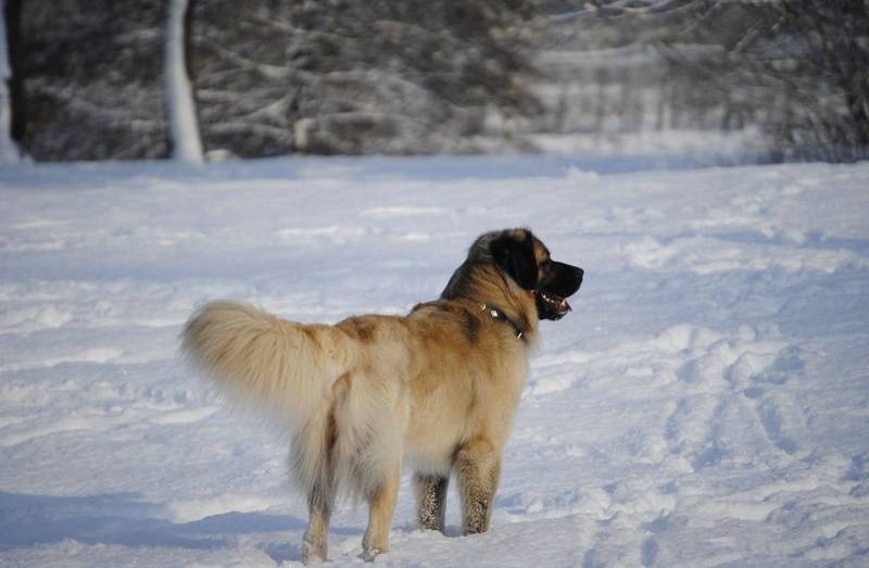 Leonberger on the snow