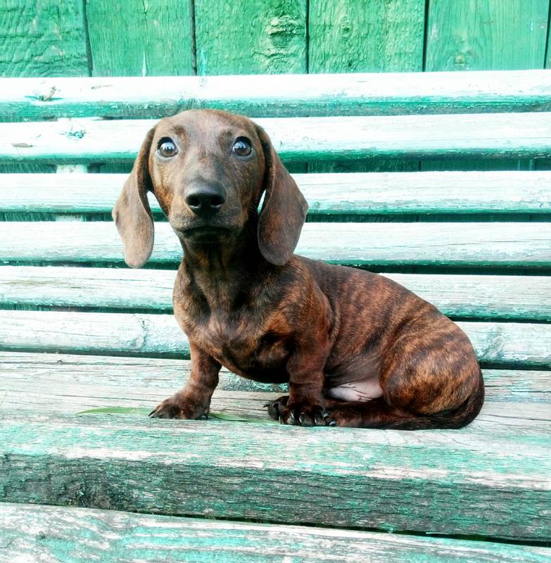 Surprised Smooth-Haired Dachshund