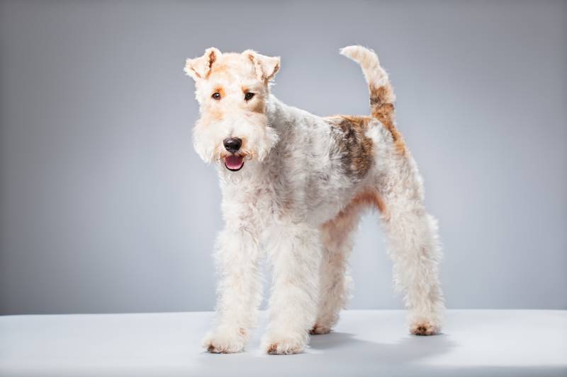 white Wirehaired Fox Terrier